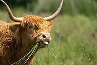 Highland cow or cattle (Bos taurus taurus) adult farm animal feeding or grazing on grass, England, United Kingdom [IBR124084140]
