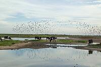 Domestic cow or cattle (Bos taurus) adult farm animals wandering in and around a lagoon as Black tailed godwit (Limosa limosa) wading birds flying in a flock overhead, RSPB Frampton marsh nature reserve, Lincolnshire, England, United Kingdom [IBR124084142]
