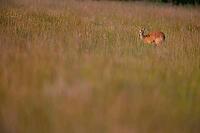 Chinese water deer (Hydropotes inermis) adult animal in marshland in summer, RSPB Strumpshaw fen, Norfolk, England, United Kingdom [IBR124084143]