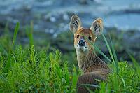 Chinese water deer (Hydropotes inermis) adult animal on the edge of a reedbed in summer, RSPB Strumpshaw fen, Norfolk, England, United Kingdom [IBR124084144]