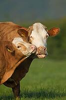 Domestic cow or cattle (Bos taurus) adult parent mother and a juvenile baby calf farm animal in a grass field, England, United Kingdom [IBR124084147]