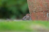Brown rat (Rattus norvegicus) adult rodent animal looking out of a broken plant pot on a garden patio, England, United Kingdom [IBR124084149]