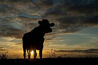 Domestic cow or cattle (Bos taurus) adult farm animal looking over the reserve silhouette at sunset, RSPB Frampton marsh nature reserve, Lincolnshire, England, United Kingdom [IBR124084150]