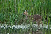 Chinese water deer (Hydropotes inermis) adult animal in a reedbed in spring, RSPB Strumpshaw fen, Norfolk, England, United Kingdom [IBR124084151]