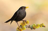 Blackbird (Turdus merula), adult male sitting on a branch covered with moss and lichen, wildlife, thrushes, winter, nature photography, feeding, winter, Siegerland, North Rhine-Westphalia, Germany [IBR124084152]