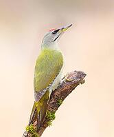 Grey-headed Woodpecker (Picus canus), male sitting on an old branch overgrown with moss, Wildlife, Animals, Birds, Woodpeckers, Siegerland, North Rhine-Westphalia, Germany [IBR124084154]