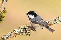 Fir tit (Periparus ater), sitting on a branch overgrown with moss and lichen, Wildlife, Animals, Birds, Tits, Siegerland, North Rhine-Westphalia, Germany [IBR124084155]