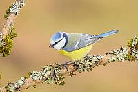 Blue tit (Parus caeruleus), sitting on a branch overgrown with moss and lichen, Wildlife, Animals, Birds, Tits, Siegerland, North Rhine-Westphalia, Germany [IBR124084156]