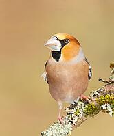 Hawfinch (Coccothraustes coccothraustes) male sitting on a branch covered with moss and lichen, wildlife, finch, finches, winter, nature photography, feeding, winter, Siegerland, North Rhine-Westphalia, Germany [IBR124084157]