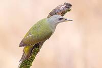 Grey-headed Woodpecker (Picus canus), female sitting on an old branch overgrown with moss, Wildlife, Animals, Winter, Birds, Woodpeckers, Siegerland, North Rhine-Westphalia, Germany [IBR124084158]