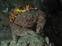 A camouflaged crab, woolly crab (Dromia personata) sits covered with golden sponge (Aplysina aerophoba) in the dark water. Dive site House Reef, Stoja, Pula, Croatia, Mediterranean Sea [IBR124084159]