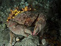 A camouflaged crab, woolly crab (Dromia personata) sits covered with golden sponge (Aplysina aerophoba) in the dark water. Dive site House Reef, Stoja, Pula, Croatia, Mediterranean Sea [IBR124084160]
