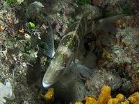 A fish with green-brown colouring, dentex dentex, rests on a reef at night. Dive site House Reef, Stoja, Pula, Croatia, Mediterranean Sea [IBR124084161]