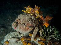 A camouflaged crab, woolly crab (Dromia personata) sits covered with golden sponge (Aplysina aerophoba) in the dark water. Dive site House Reef, Stoja, Pula, Croatia, Mediterranean Sea [IBR124084162]
