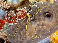 Spaghetti worm (Terebella lapidaria) with conspicuous yellow tentacles on a sea sponge. Dive site Muzil, Stoja, Pula, Croatia, Mediterranean Sea [IBR124084163]