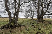 Old alders (Alnus glutinosa) in meadow landscape, Lower Saxony, Germany [IBR124153264]