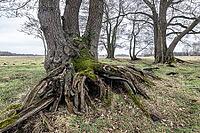 Old alders (Alnus glutinosa) in meadow landscape, Lower Saxony, Germany [IBR124153265]