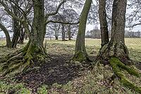 Old alders (Alnus glutinosa) in meadow landscape, Lower Saxony, Germany [IBR124153267]