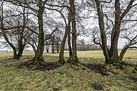 Old alders (Alnus glutinosa) in meadow landscape, Lower Saxony, Germany [IBR124153268]