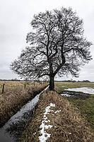 Old alders (Alnus glutinosa) in meadow landscape, Lower Saxony, Germany [IBR124153269]