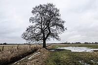Old alders (Alnus glutinosa) in meadow landscape, Lower Saxony, Germany [IBR124153270]
