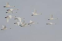 Bewick's swans (Cygnus bewickii), flying, Lower Saxony, Germany [IBR124153272]