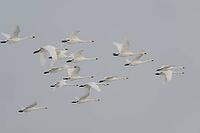Bewick's swans (Cygnus bewickii), flying, Lower Saxony, Germany [IBR124153273]