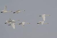 Bewick's swans (Cygnus bewickii), flying, Lower Saxony, Germany [IBR124153274]