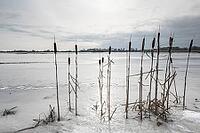 Cattail (Typha latifolia) on a flooded meadow, Lower Saxony, Germany [IBR124153275]