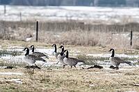 Canada geese (Branta canadensis), Lower Saxony, Germany [IBR124153276]