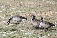 Canada geese (Branta canadensis), Lower Saxony, Germany [IBR124153280]