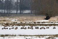 White-fronted geese (Anser albifrons), Lower Saxony, Germany [IBR124153281]