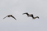 White-fronted geese (Anser albifrons), Lower Saxony, Germany [IBR124153282]