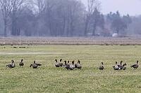 White-fronted geese (Anser albifrons), Lower Saxony, Germany [IBR124153284]