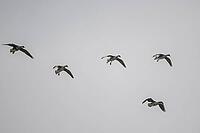 White-fronted geese (Anser albifrons), Lower Saxony, Germany [IBR124153285]
