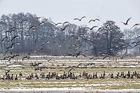 White-fronted geese (Anser albifrons), Lower Saxony, Germany [IBR124153289]