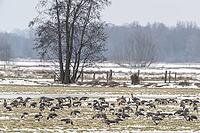White-fronted geese (Anser albifrons), Lower Saxony, Germany [IBR124153290]
