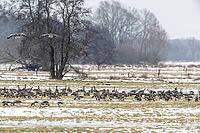 White-fronted geese (Anser albifrons), Lower Saxony, Germany [IBR124153291]