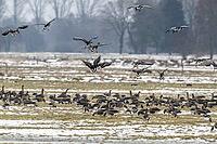 White-fronted geese (Anser albifrons), Lower Saxony, Germany [IBR124153292]