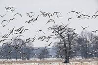 White-fronted geese (Anser albifrons), Lower Saxony, Germany [IBR124153293]