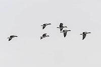 White-fronted geese (Anser albifrons), Lower Saxony, Germany [IBR124153294]