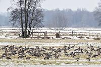 White-fronted geese (Anser albifrons), Lower Saxony, Germany [IBR124153295]