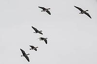 White-fronted geese (Anser albifrons), Lower Saxony, Germany [IBR124153297]