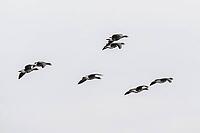 White-fronted geese (Anser albifrons), Lower Saxony, Germany [IBR124153298]