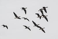 White-fronted geese (Anser albifrons), Lower Saxony, Germany [IBR124153299]