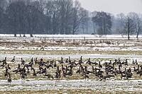 White-fronted geese (Anser albifrons), Lower Saxony, Germany [IBR124153300]