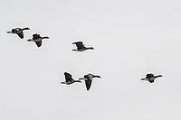 White-fronted geese (Anser albifrons), Lower Saxony, Germany [IBR124153301]
