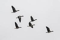 White-fronted geese (Anser albifrons), Lower Saxony, Germany [IBR124153302]
