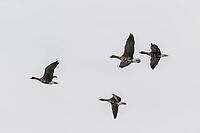 White-fronted geese (Anser albifrons), Lower Saxony, Germany [IBR124153304]