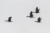 White-fronted geese (Anser albifrons), Lower Saxony, Germany [IBR124153305]